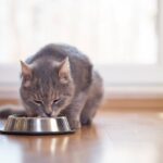 賃貸のペット不可物件でペットを飼ったら？ペット不可が多い理由も解説